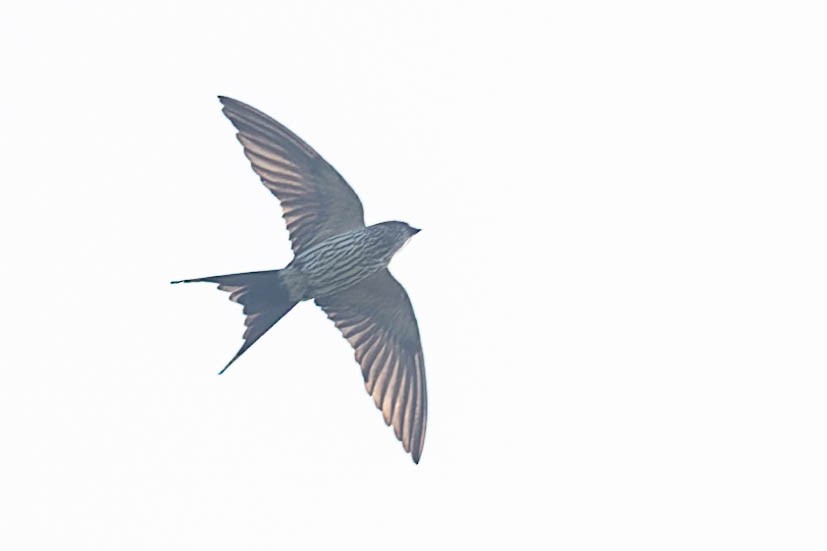 Striated Swallow - ML619877328