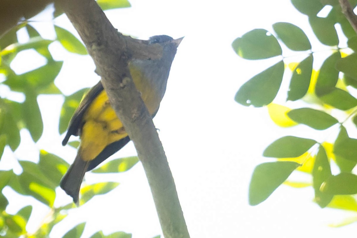 Gray-headed Canary-Flycatcher - ML619877331