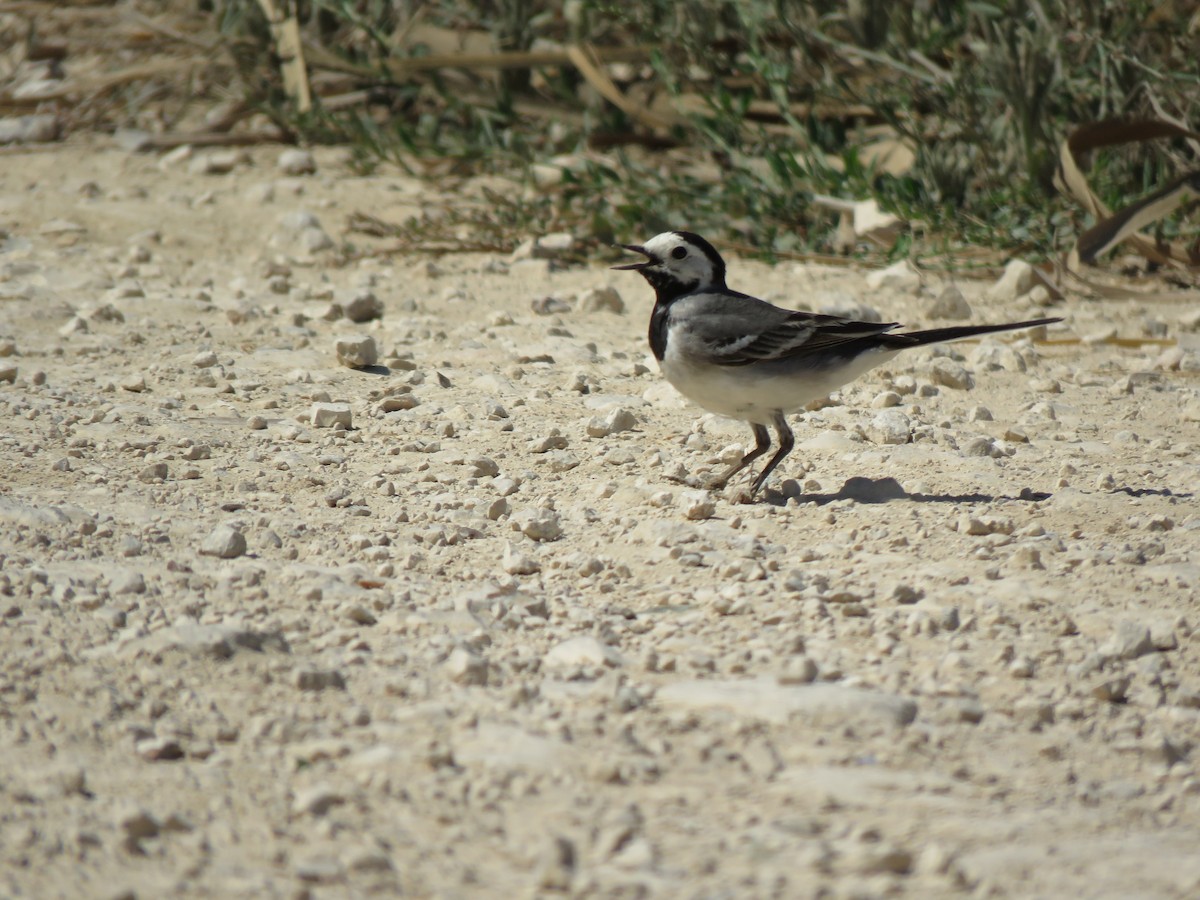 White Wagtail (White-faced) - ML619877341