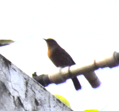 Indian Robin - ML619877345