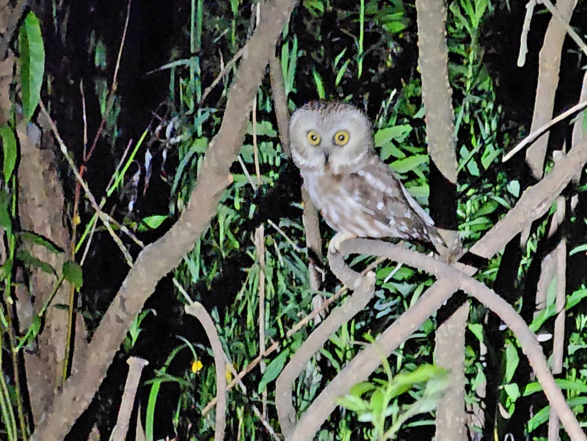 Northern Saw-whet Owl - Tom Kerr