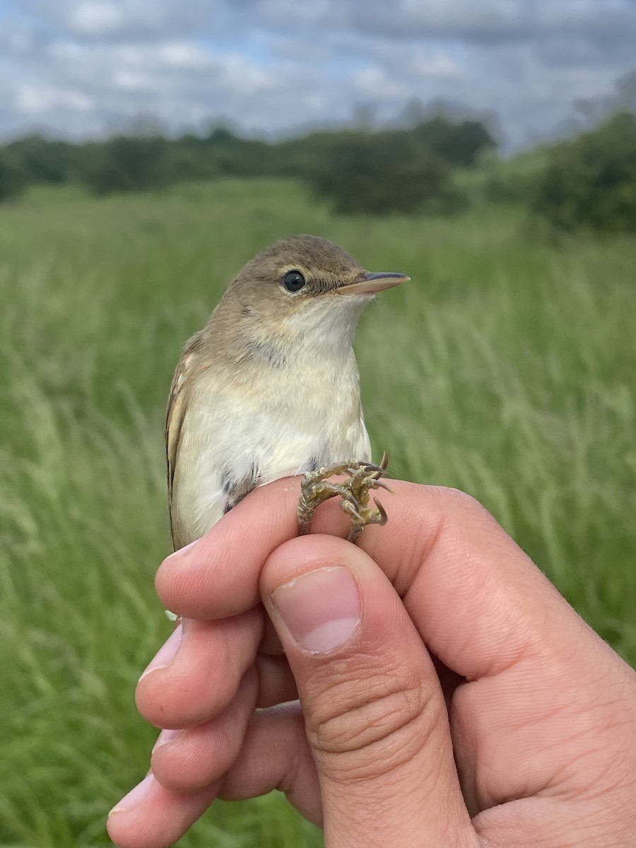 Common Reed Warbler - ML619877367