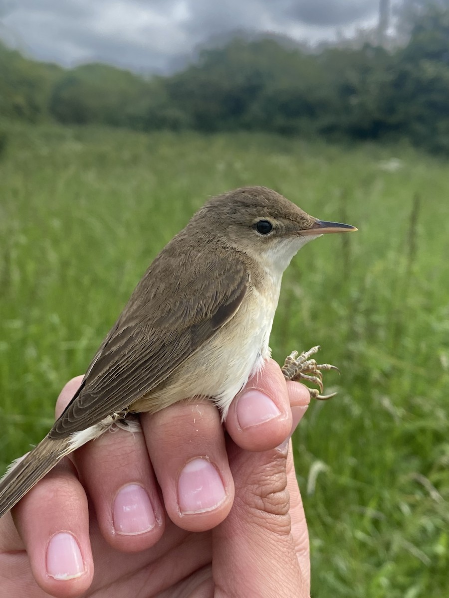 Common Reed Warbler - ML619877368