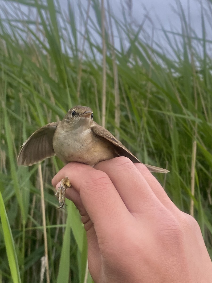 Common Reed Warbler - ML619877370