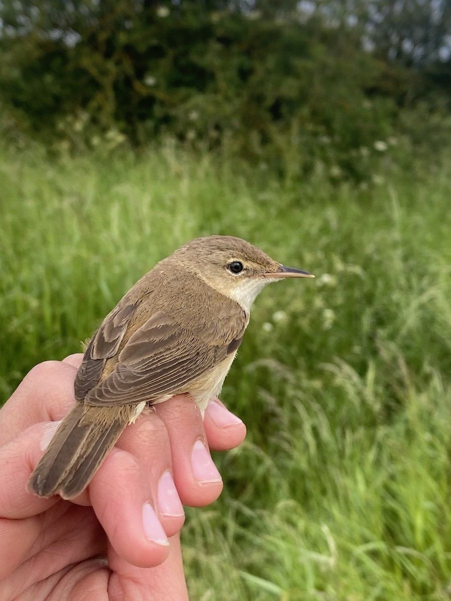 Common Reed Warbler - ML619877371