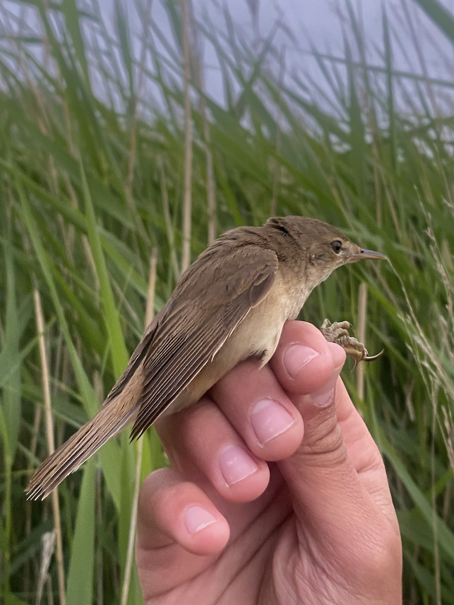 Common Reed Warbler - ML619877372