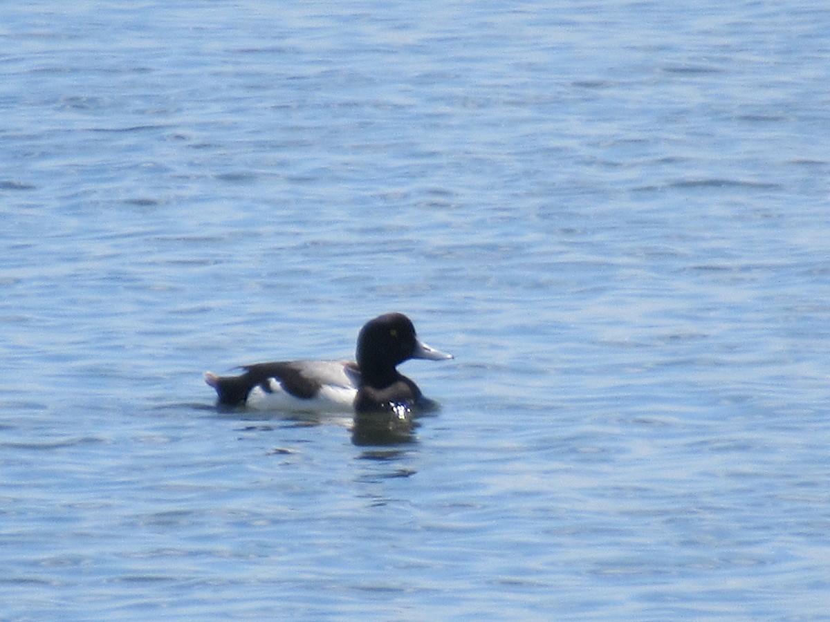 Greater Scaup - ML619877373