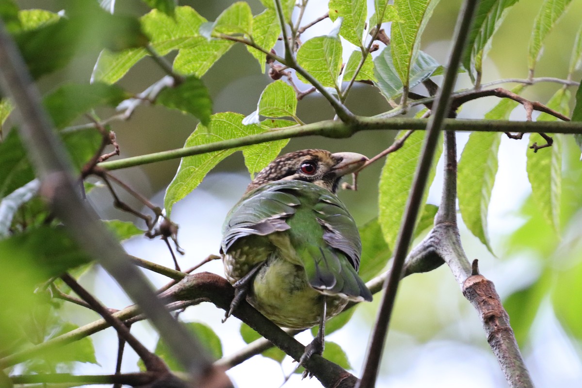 Spotted Catbird - ML619877376