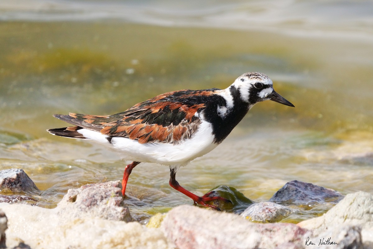 Ruddy Turnstone - ML619877410