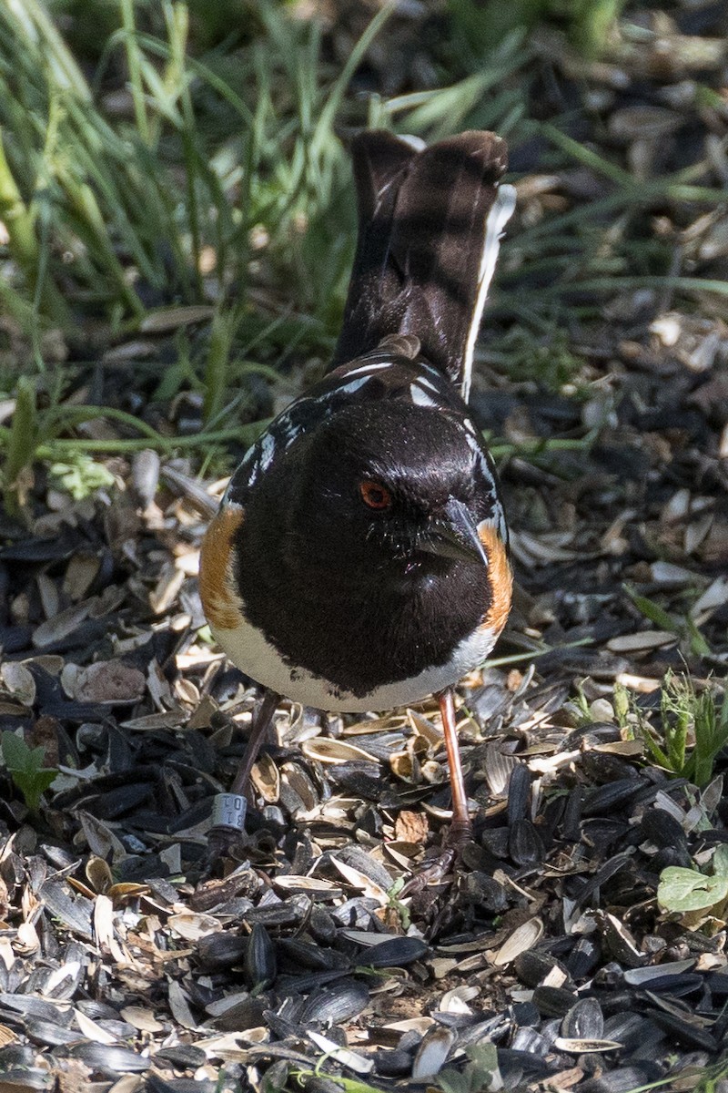 Spotted Towhee - ML619877415