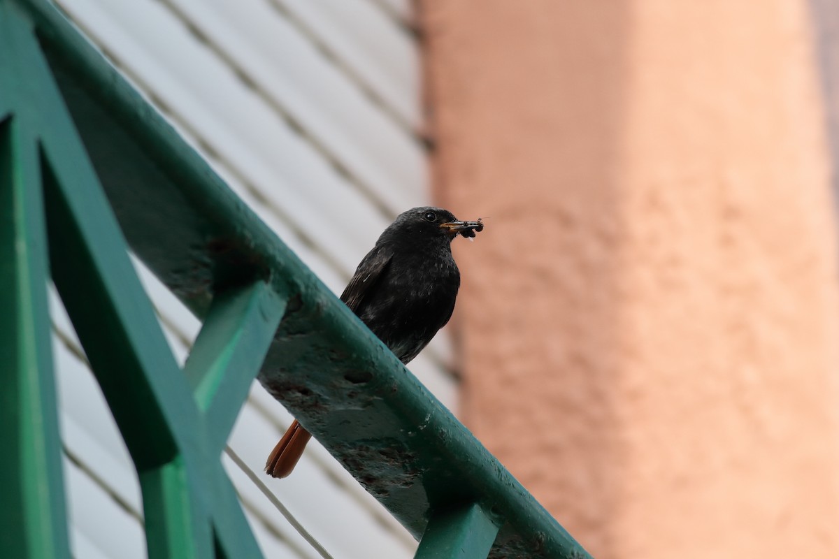 Black Redstart - ML619877422