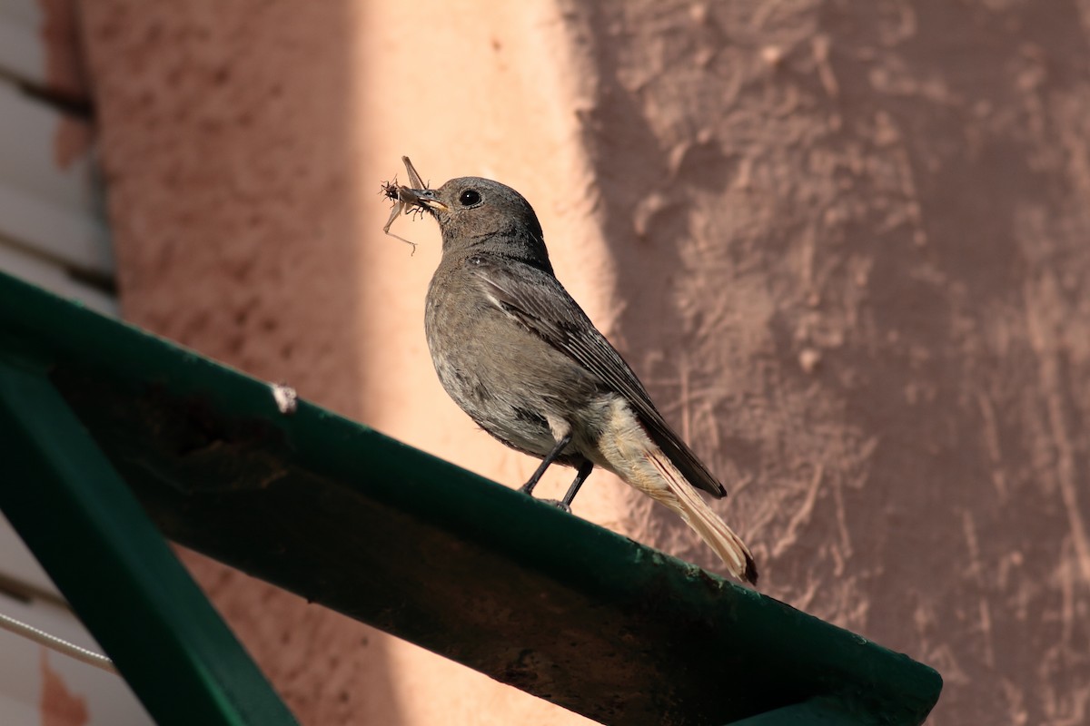 Black Redstart - ML619877423