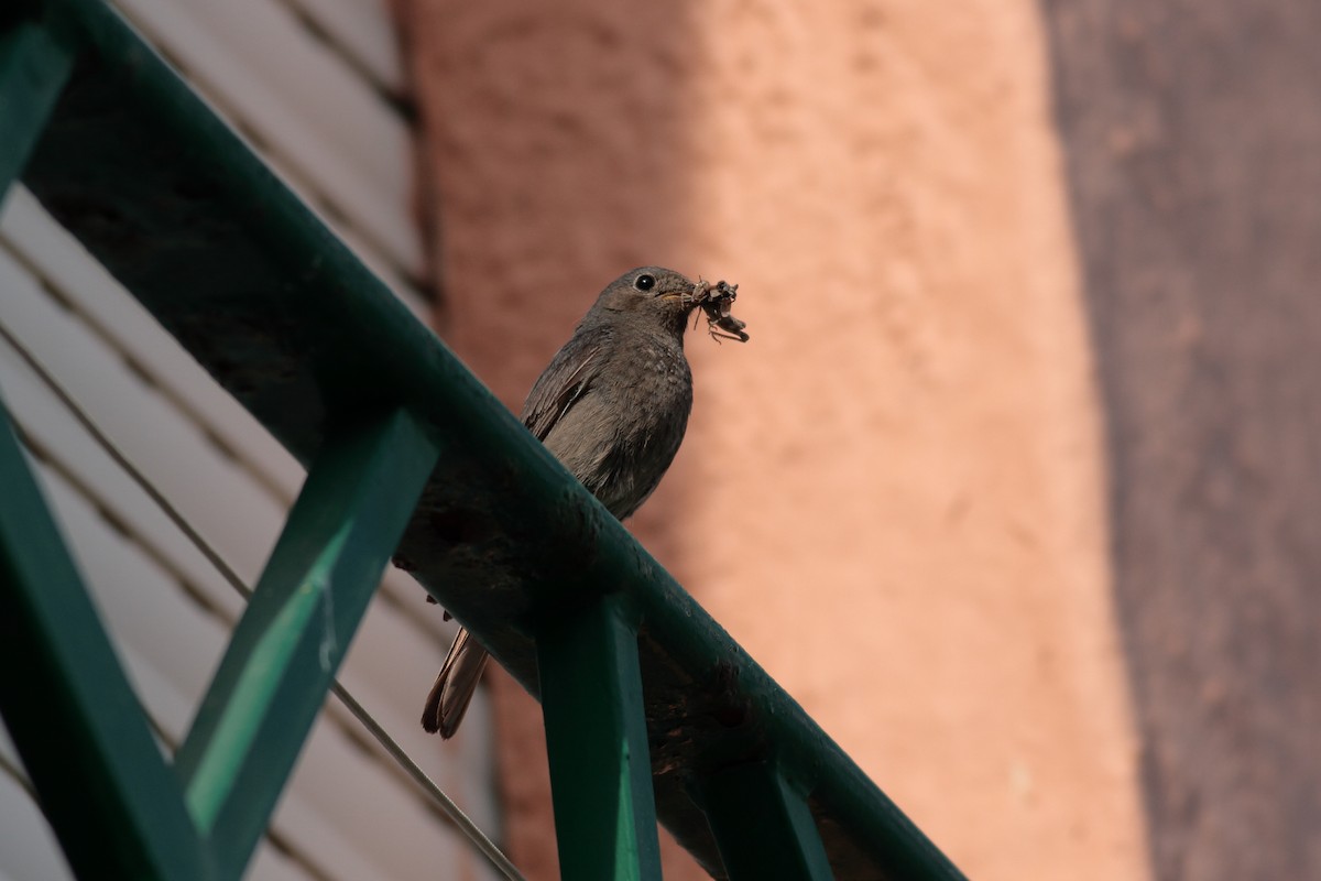 Black Redstart - ML619877424