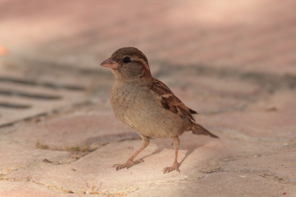 House Sparrow - ML619877428