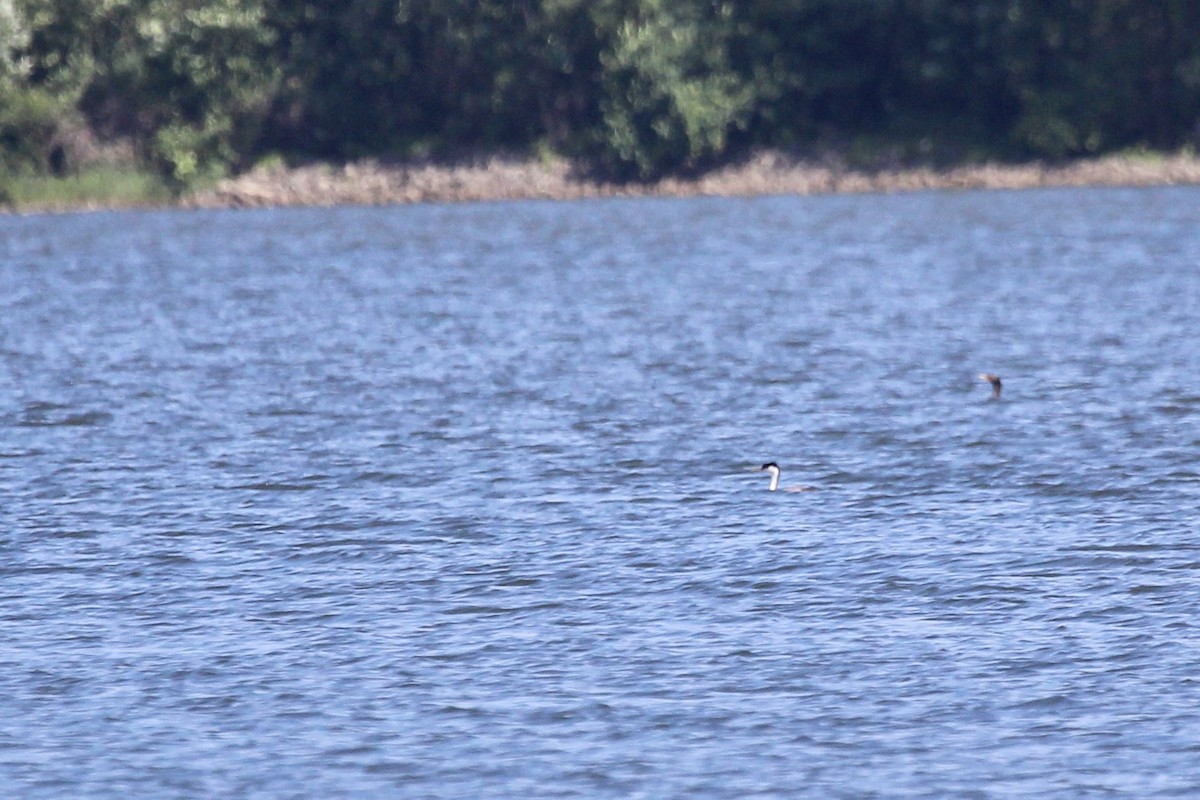 Western Grebe - ML619877430