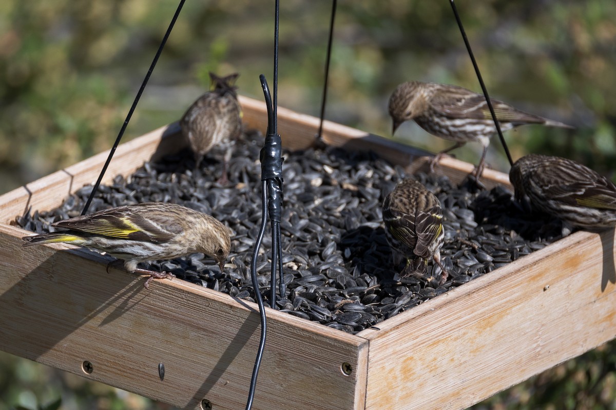 Pine Siskin - ML619877436