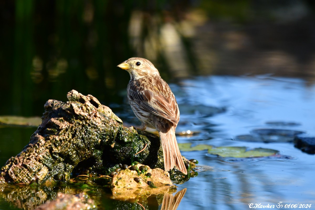 Corn Bunting - ML619877437