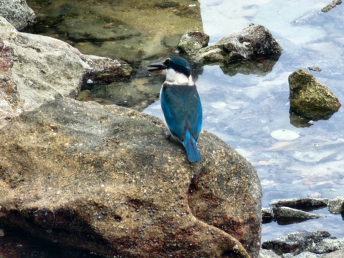 Collared Kingfisher - ML619877444