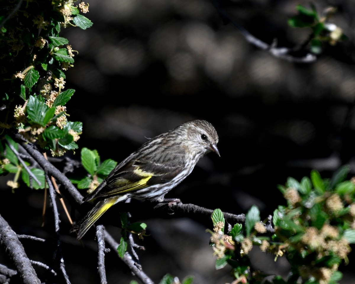 Pine Siskin - Anonymous