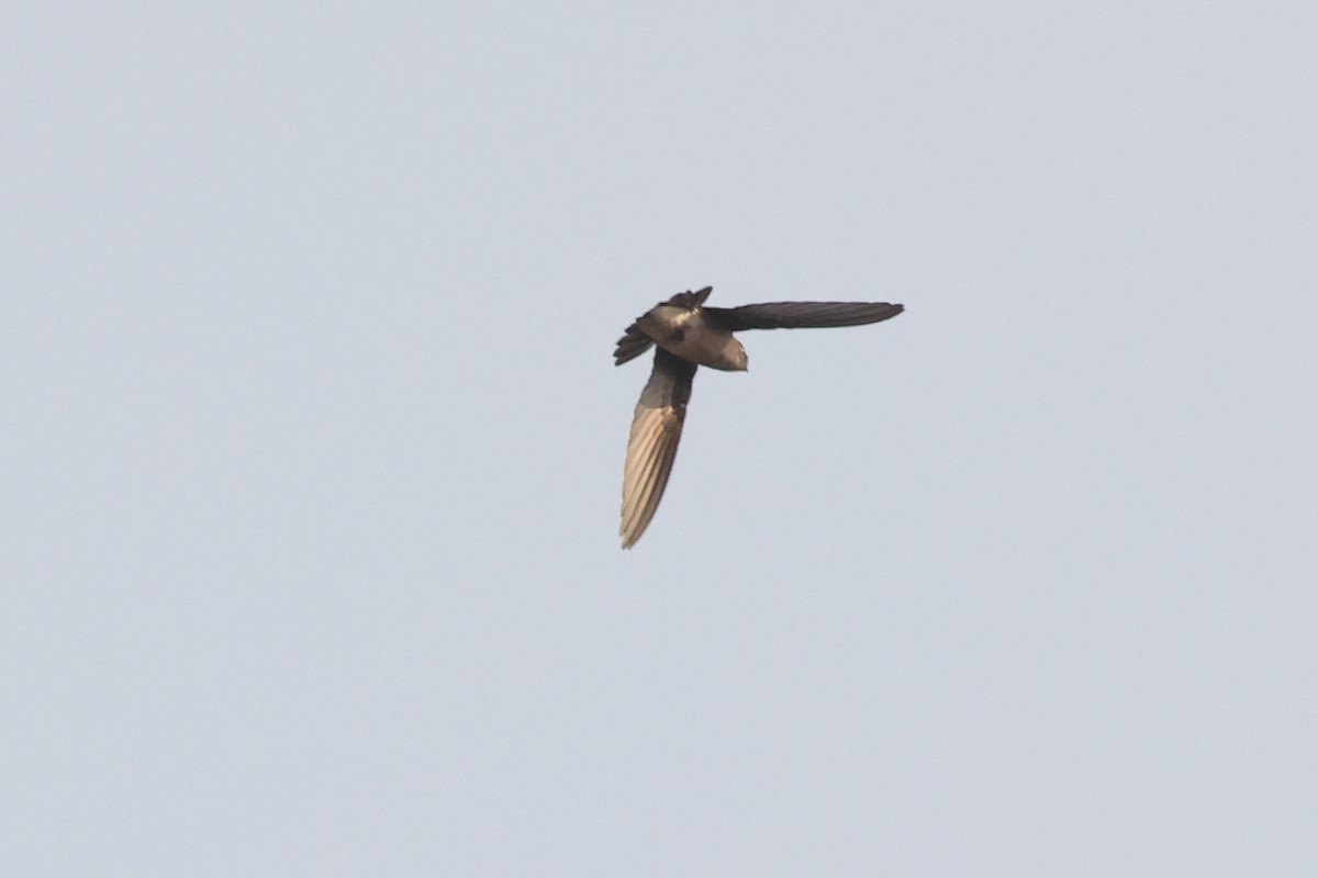 White-rumped Spinetail - ML619877453