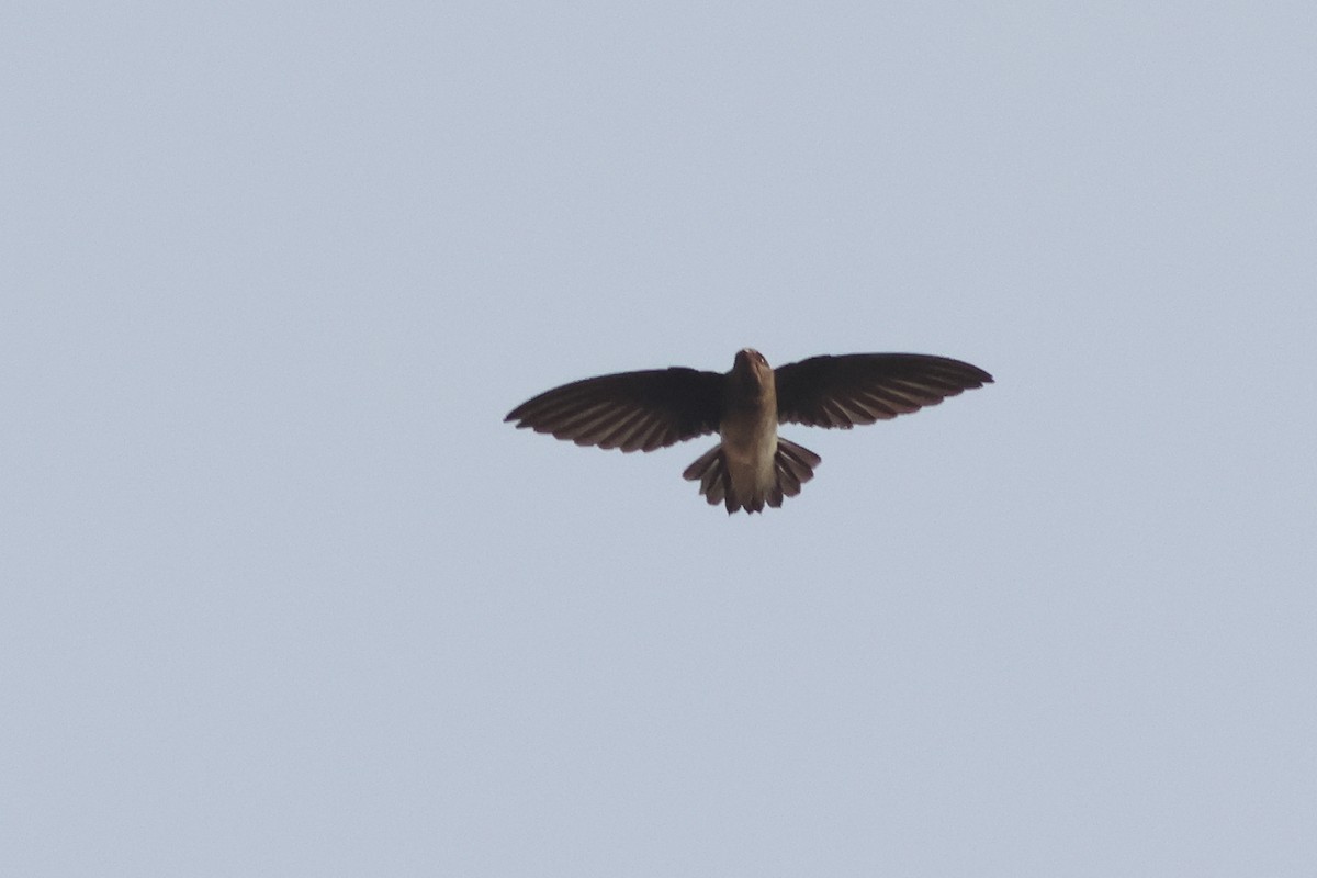 White-rumped Spinetail - ML619877456