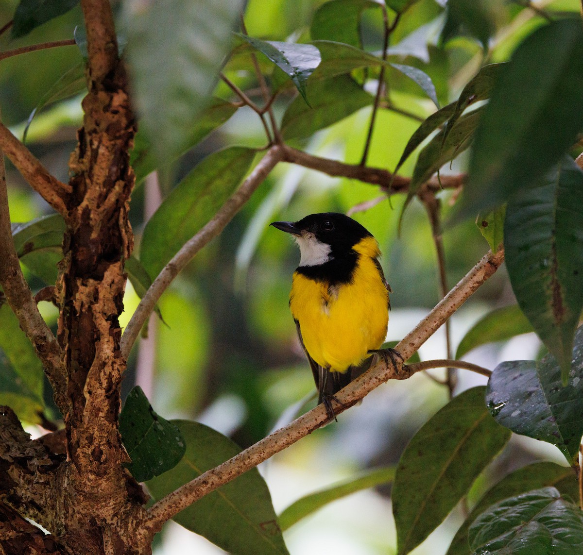 Golden Whistler - Luke sbeghen