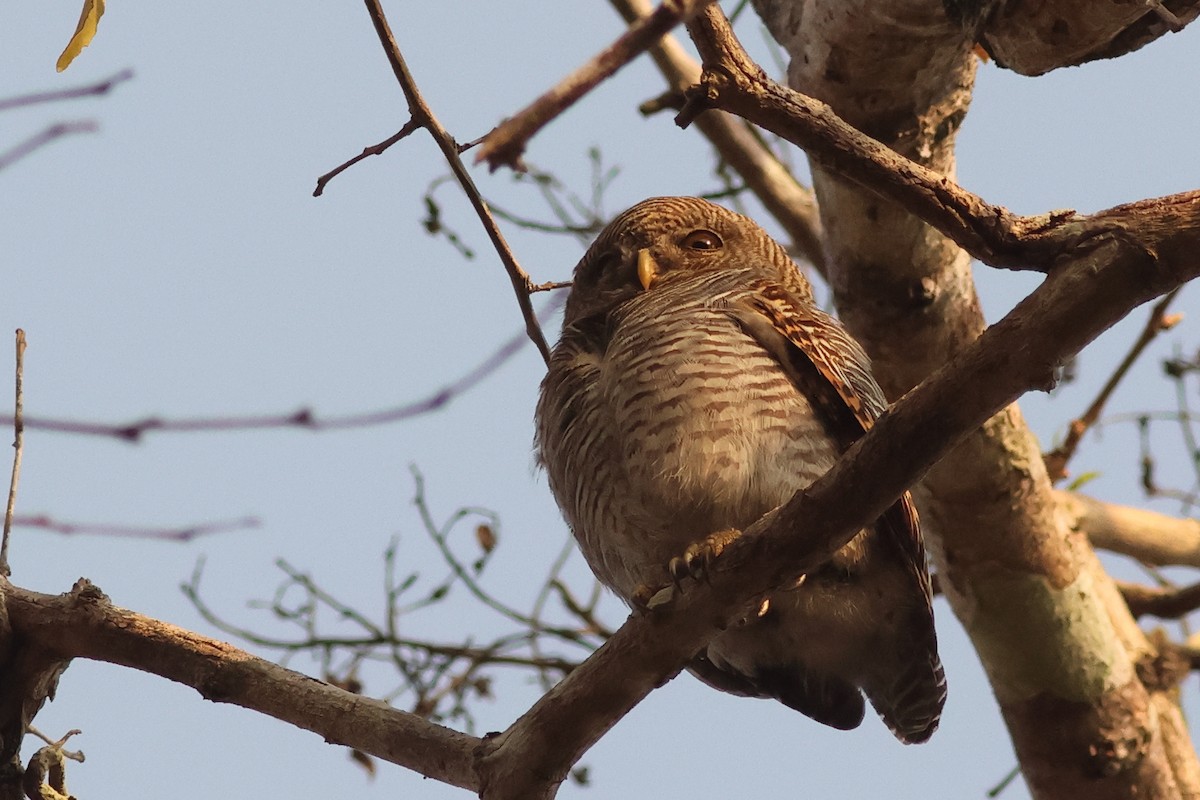 Jungle Owlet - ML619877463