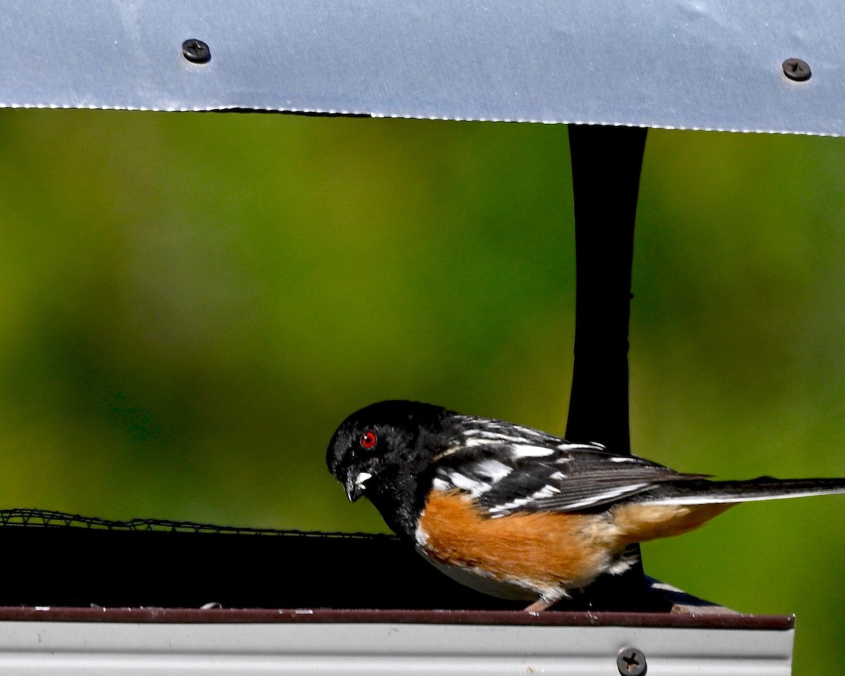 Spotted Towhee - ML619877480