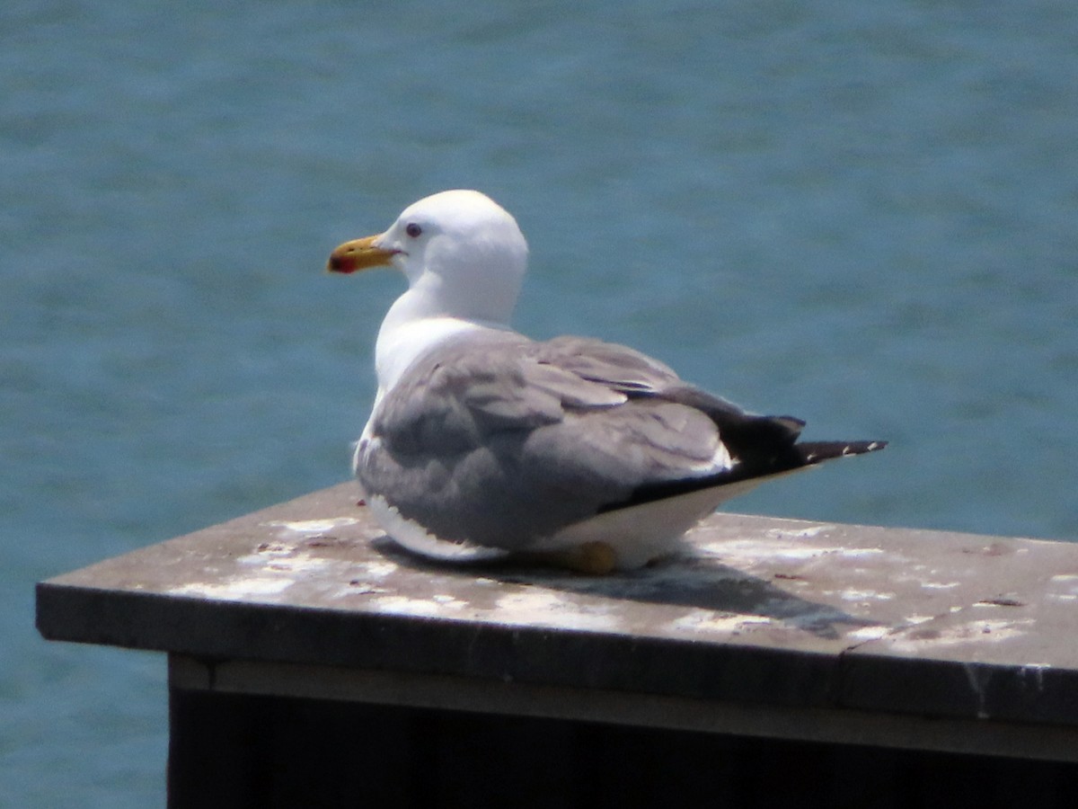 Armenian Gull - ML619877485