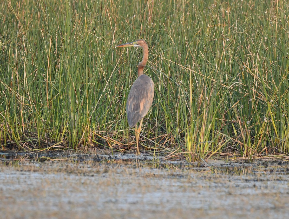 Purple Heron - ML619877497