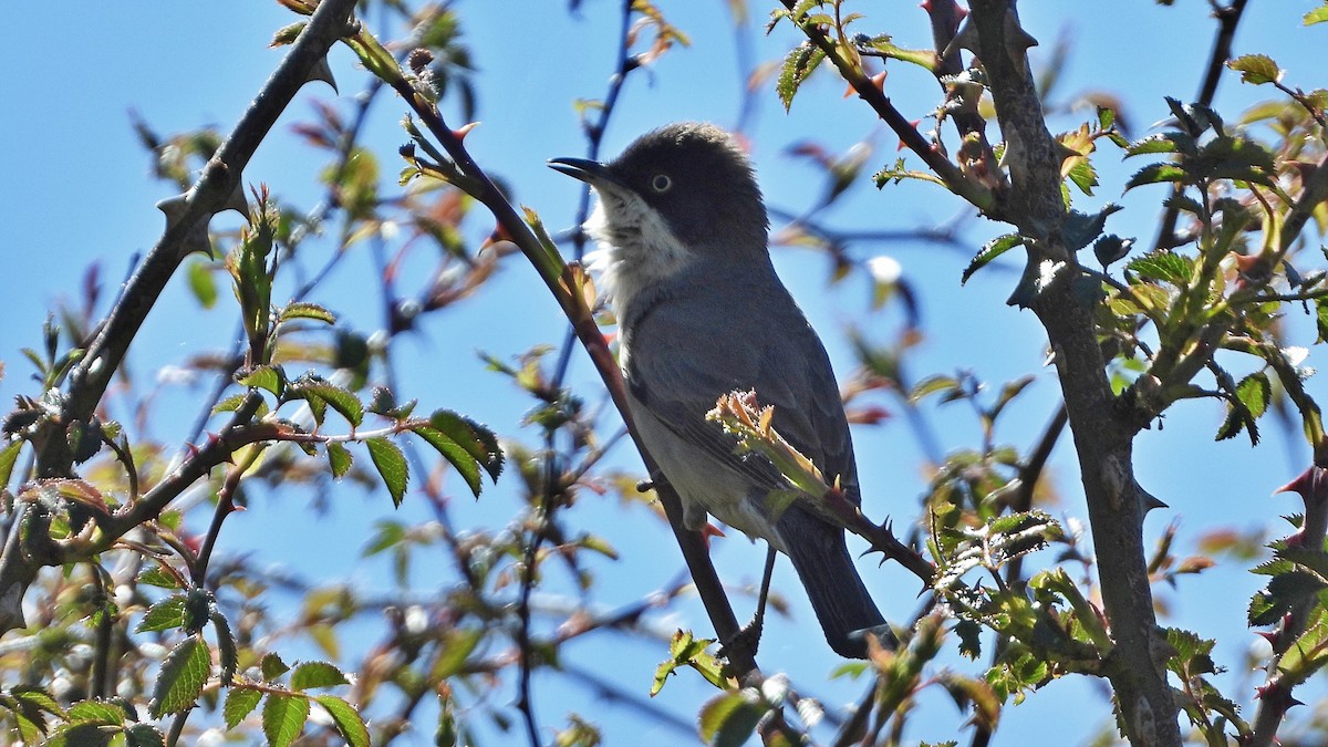 Western Orphean Warbler - ML619877512