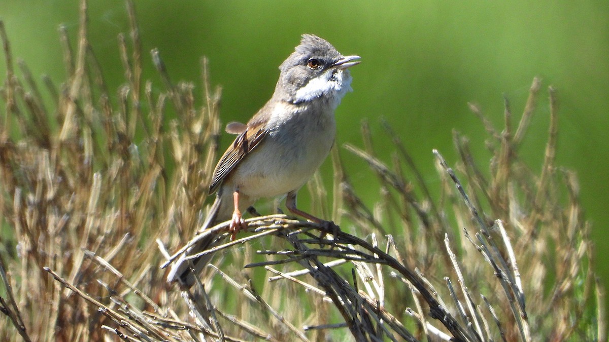 Greater Whitethroat - ML619877517