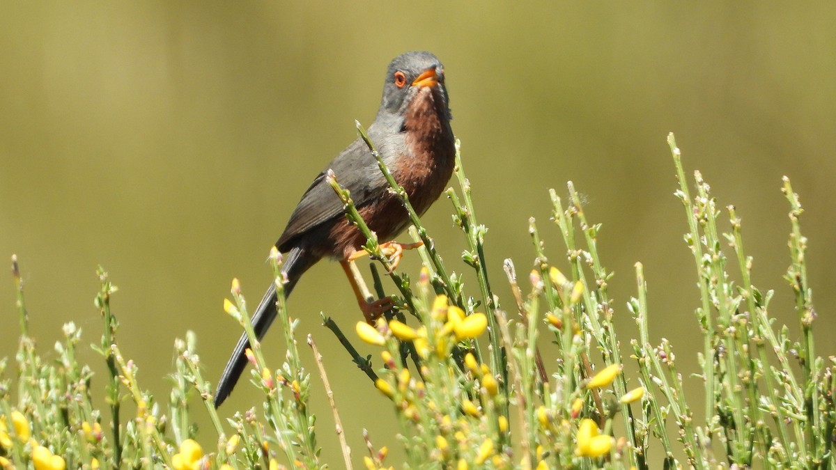 Dartford Warbler - ML619877521