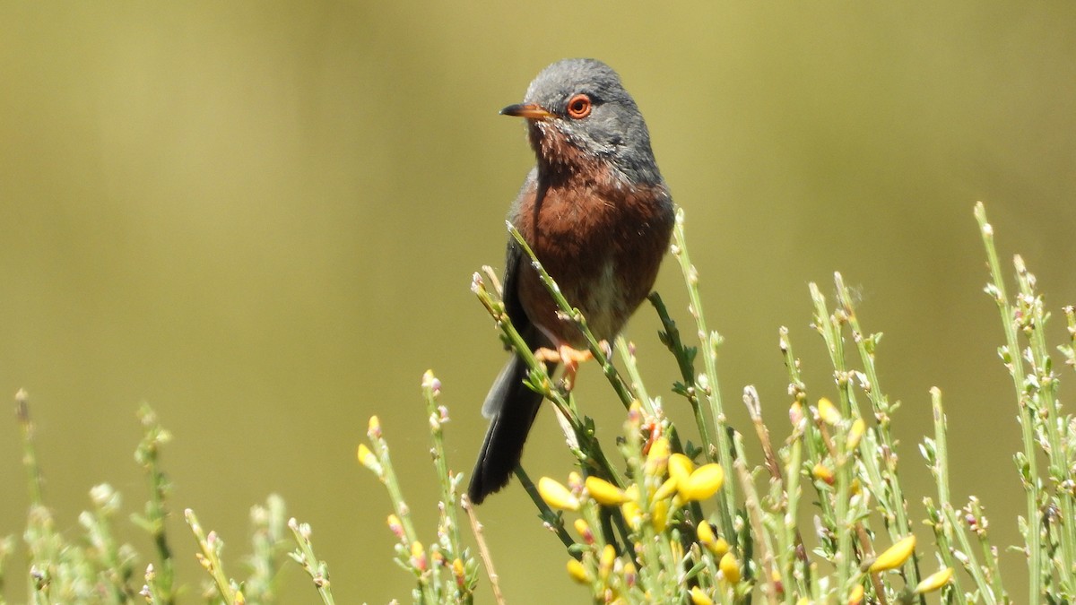 Dartford Warbler - ML619877522