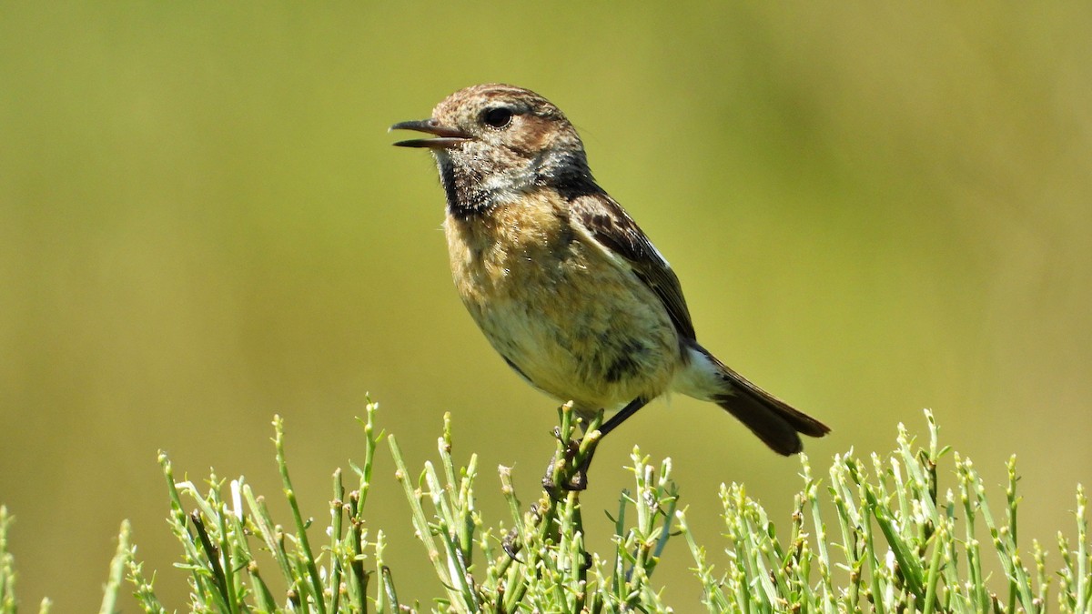 European Stonechat - ML619877528