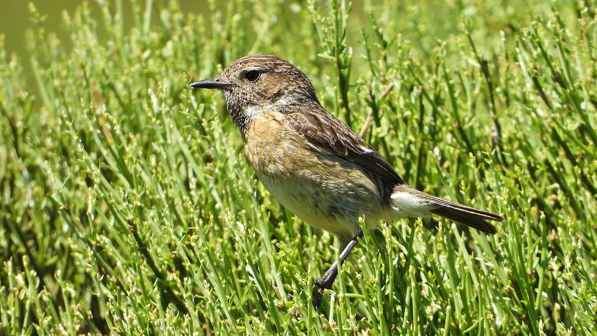 European Stonechat - ML619877529