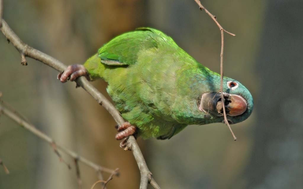 Blue-crowned Parakeet - ML619877554