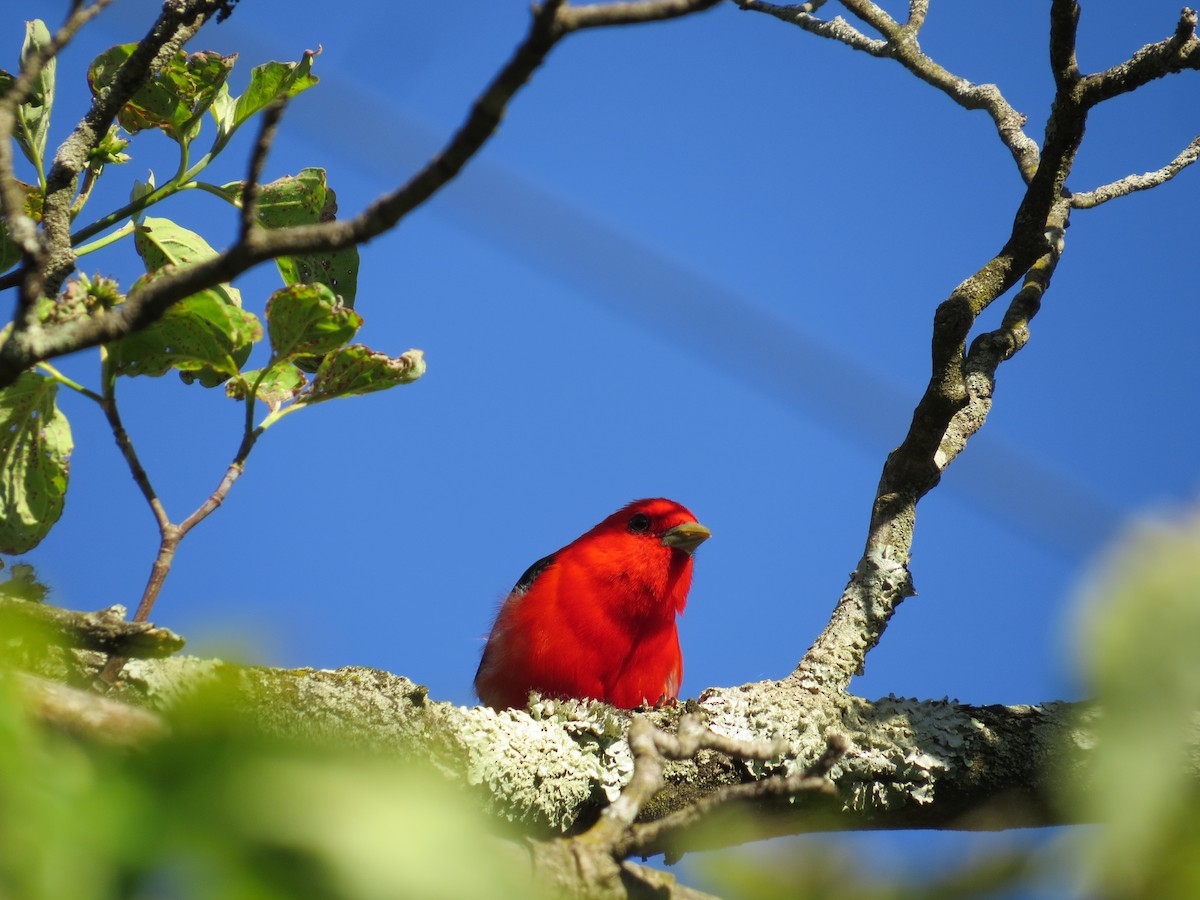 Scarlet Tanager - ML619877575