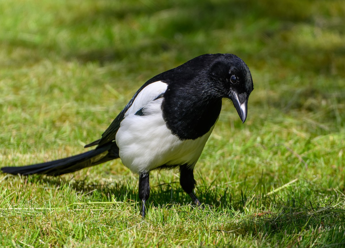 Eurasian Magpie - ML619877600