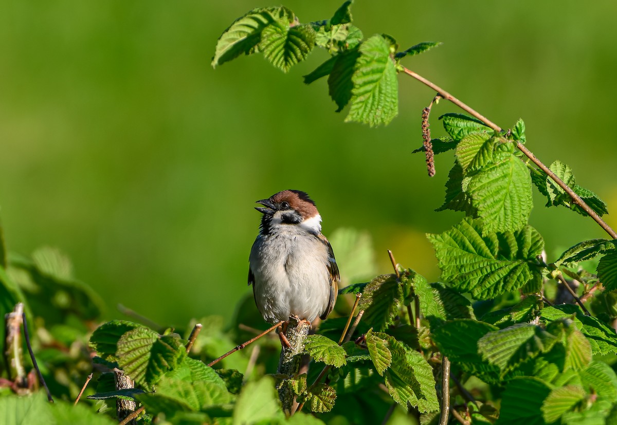 Eurasian Tree Sparrow - ML619877604