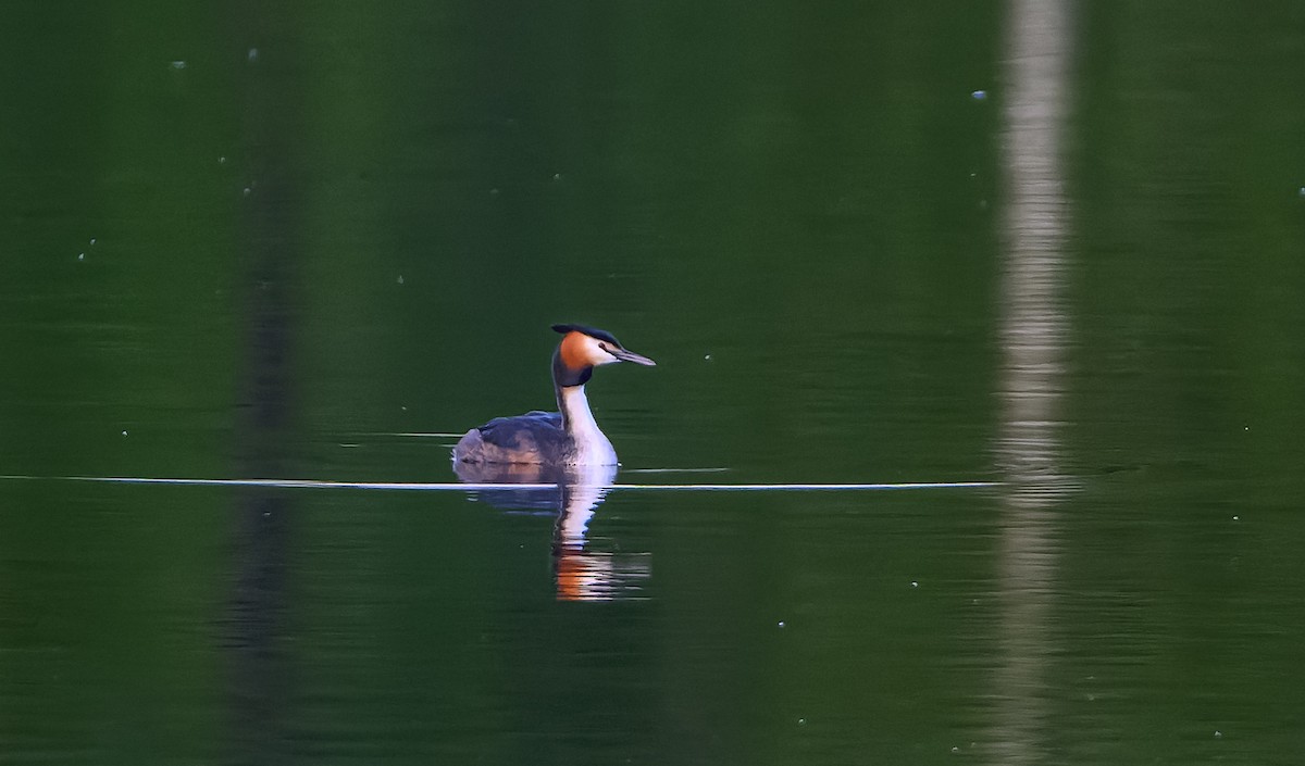 Great Crested Grebe - ML619877608