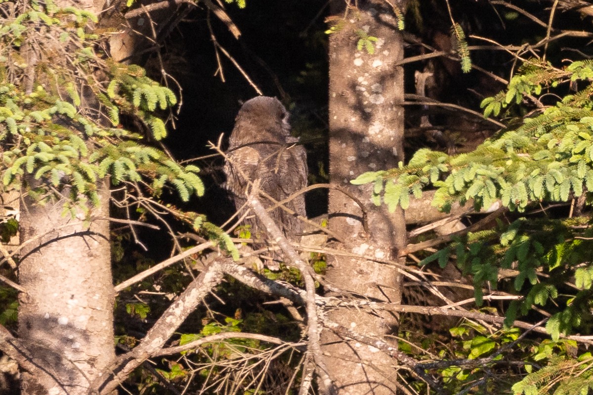 Great Horned Owl - ML619877609