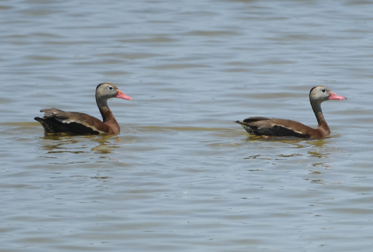 Black-bellied Whistling-Duck - ML619877619