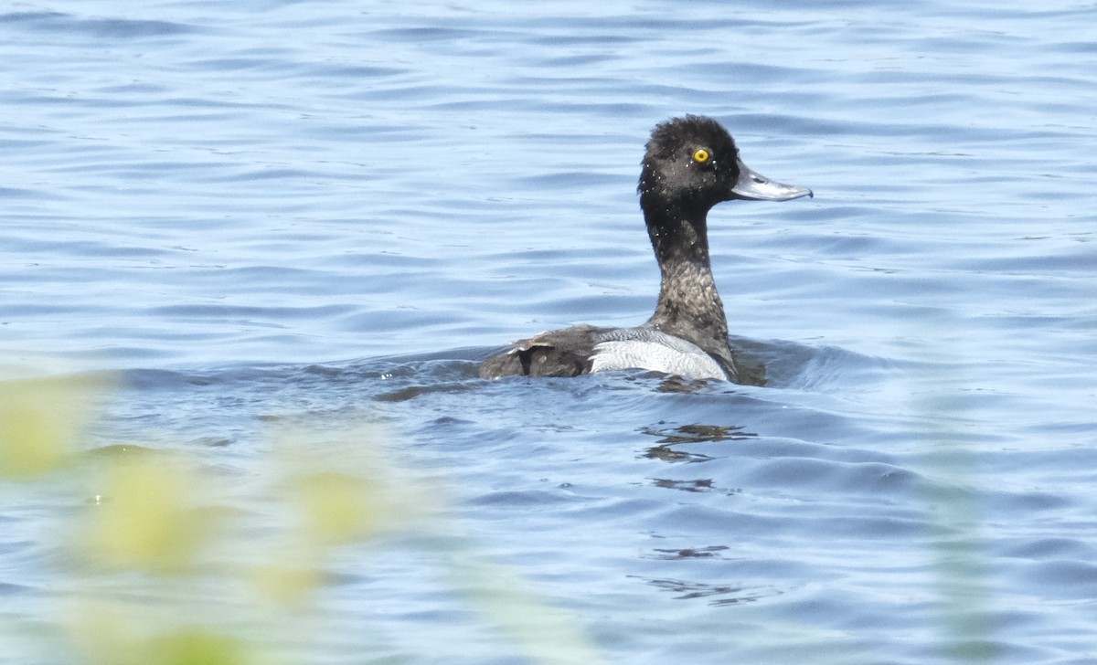 Lesser Scaup - ML619877622