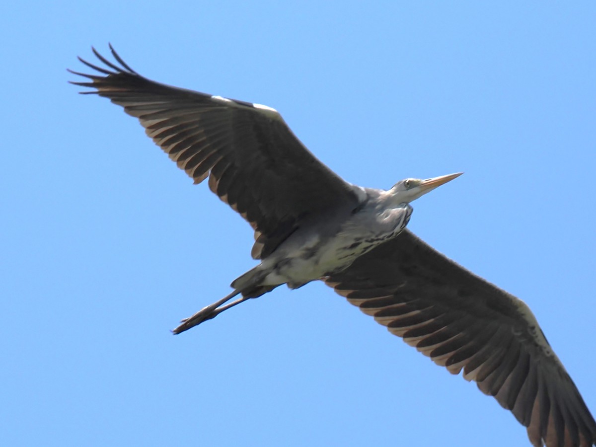 Gray Heron - ML619877627