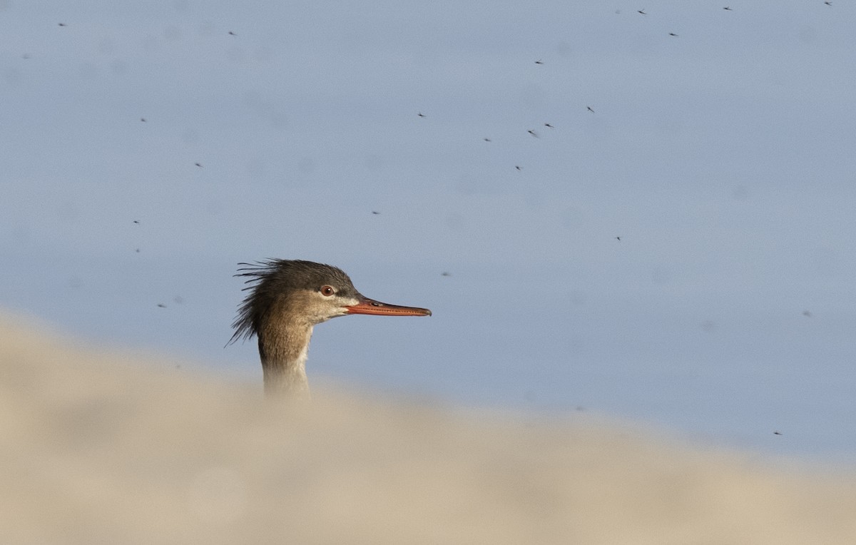 Red-breasted Merganser - John Dickson