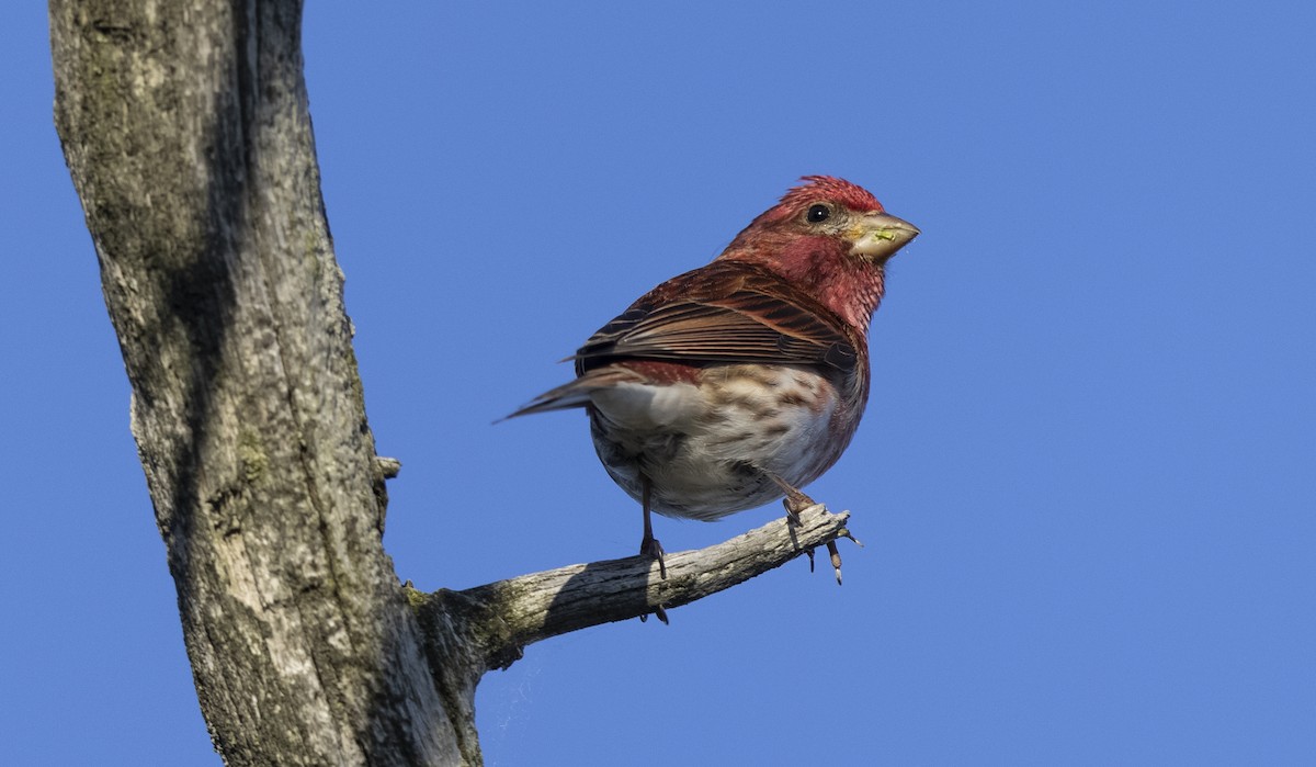 Purple Finch - ML619877640