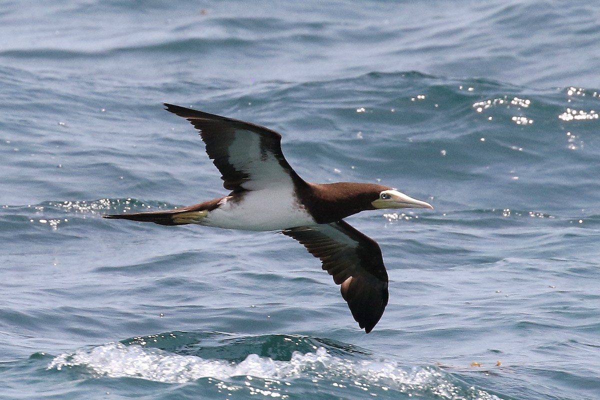 Brown Booby - ML619877644