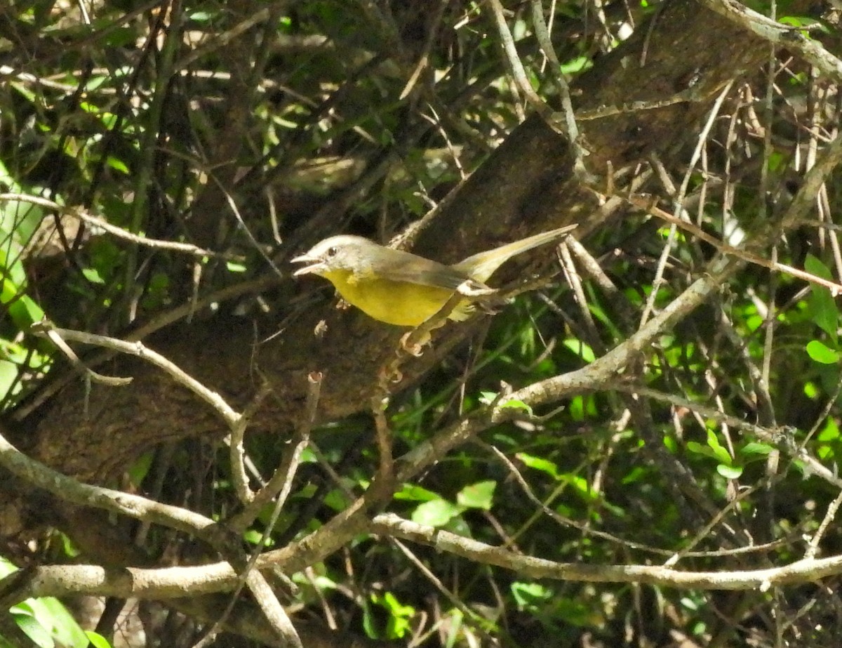 Golden-crowned Warbler - ML619877648
