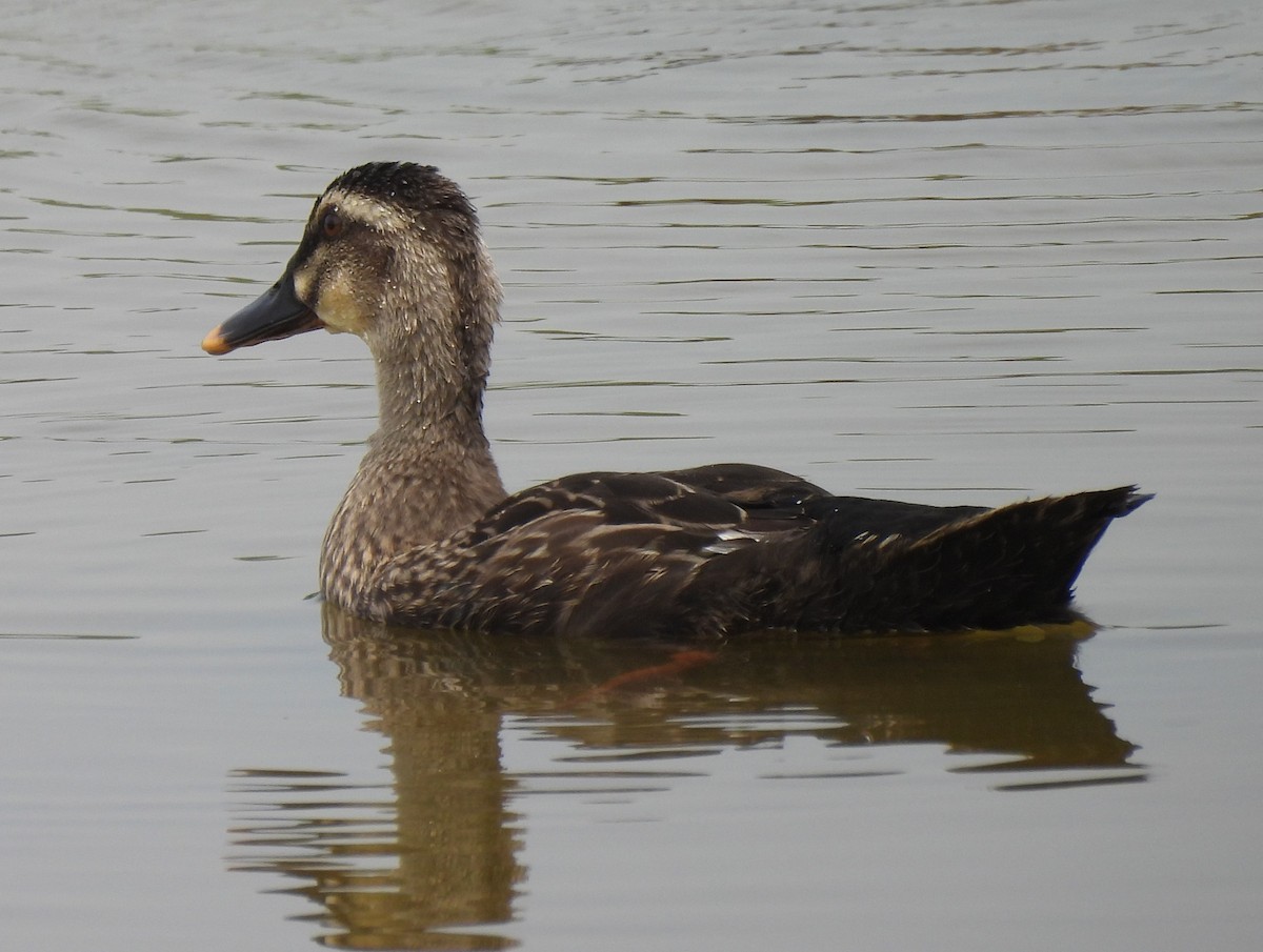 Eastern Spot-billed Duck - ML619877649